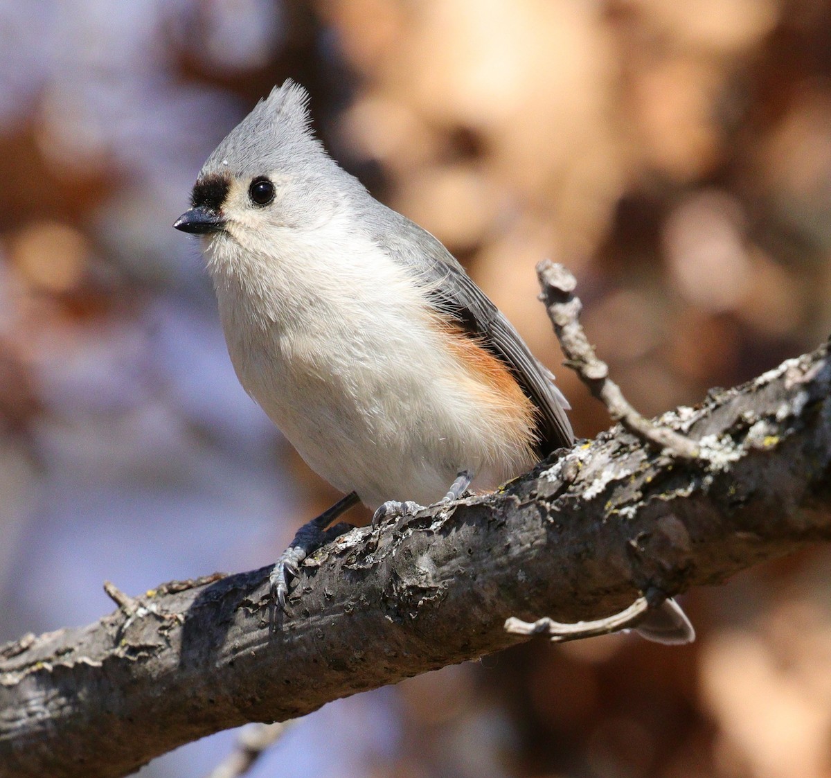 Tufted Titmouse - ML550619631