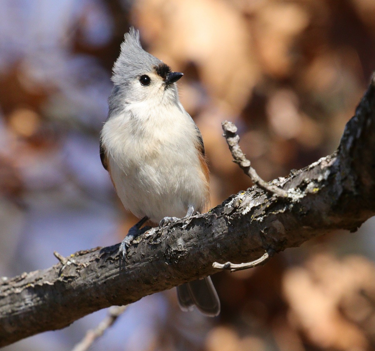 Tufted Titmouse - ML550619691