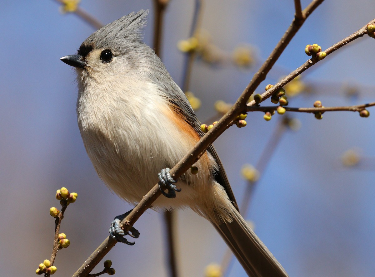 Tufted Titmouse - ML550619791