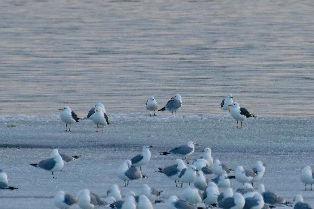 Lesser Black-backed Gull - ML550620061