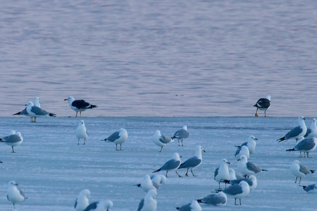 Lesser Black-backed Gull - ML550620091