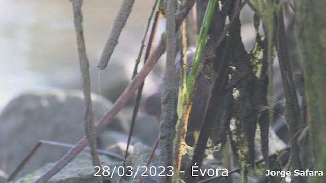 Spotted Crake - ML550620301