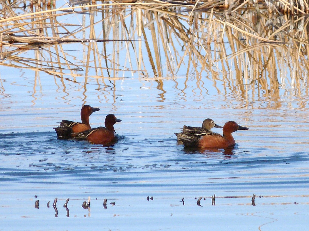 Cinnamon Teal - ML55062091