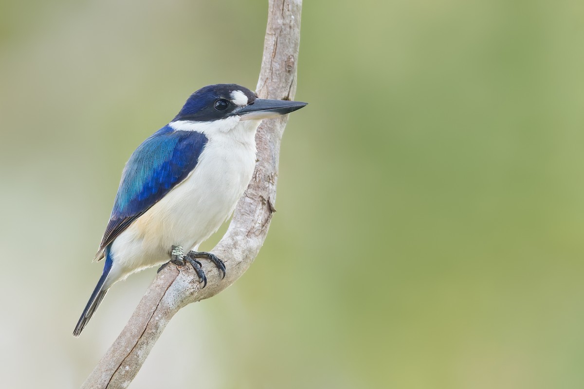Forest Kingfisher - ML550620951