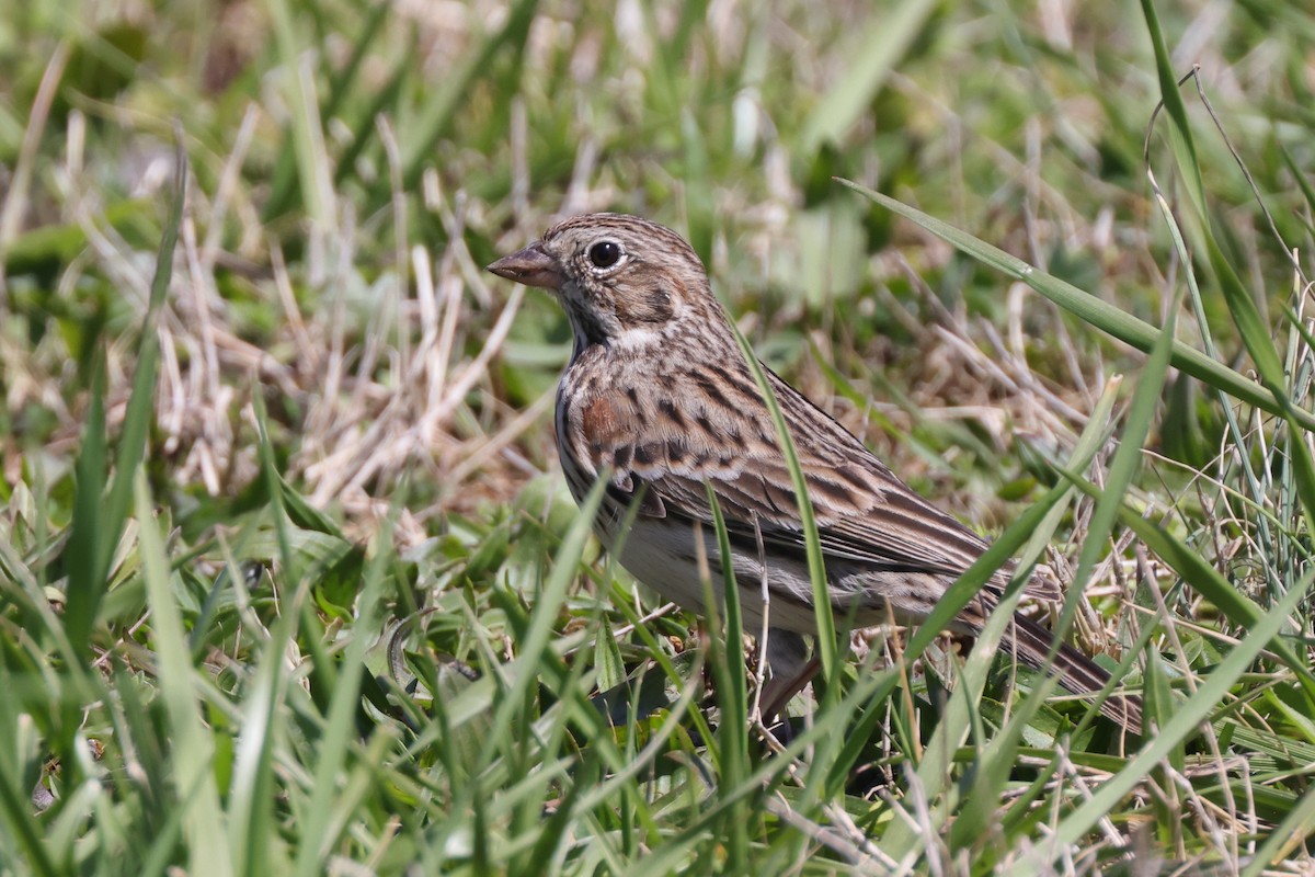 Vesper Sparrow - ML550621951