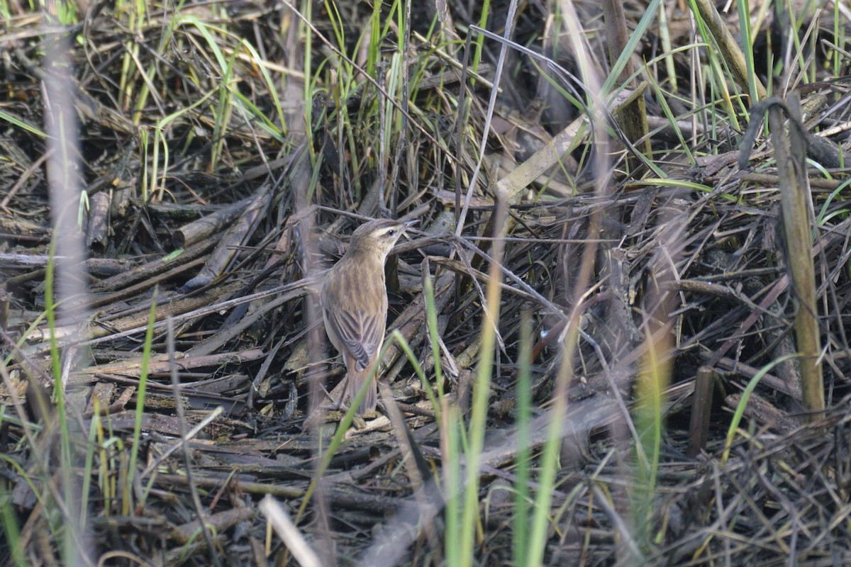 Sedge Warbler - ML550622041