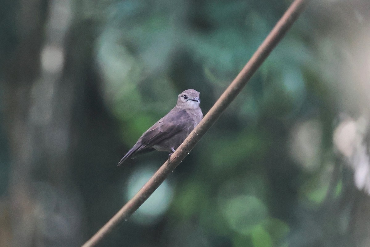 Ussher's Flycatcher - Charley Hesse TROPICAL BIRDING