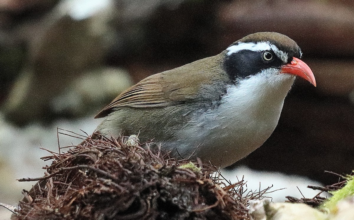 Brown-crowned Scimitar-Babbler (albogularis Group) - ML550624961