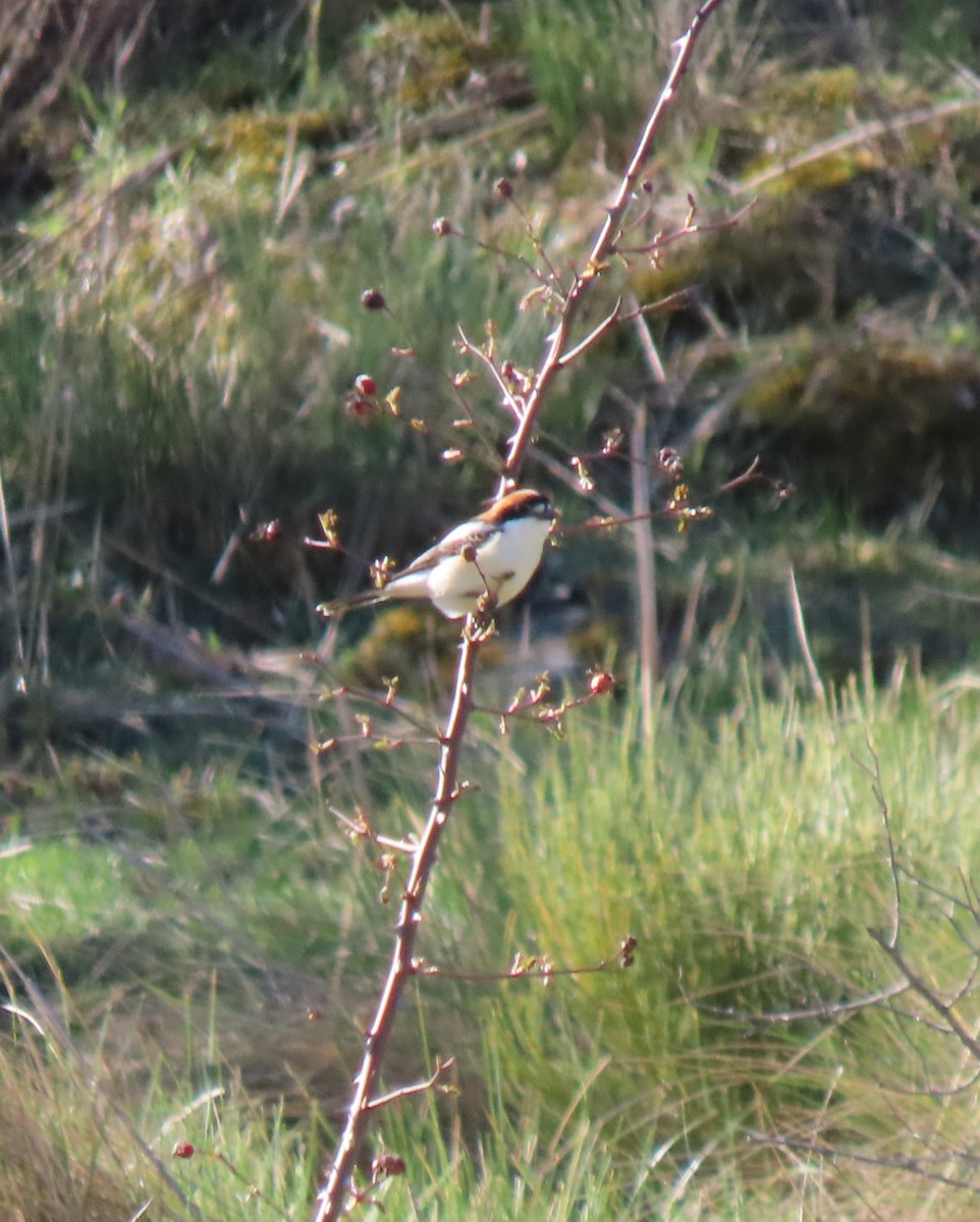 Woodchat Shrike - ML550625111