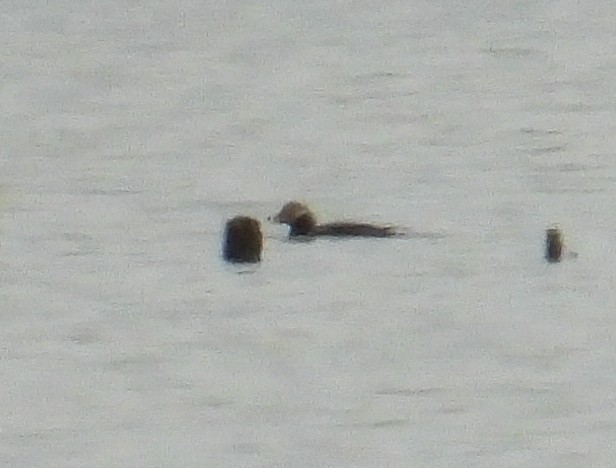 Long-tailed Duck - ML550625121