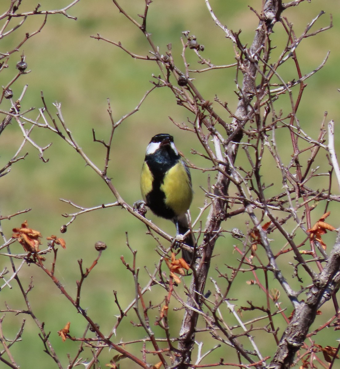 Great Tit - ML550625181