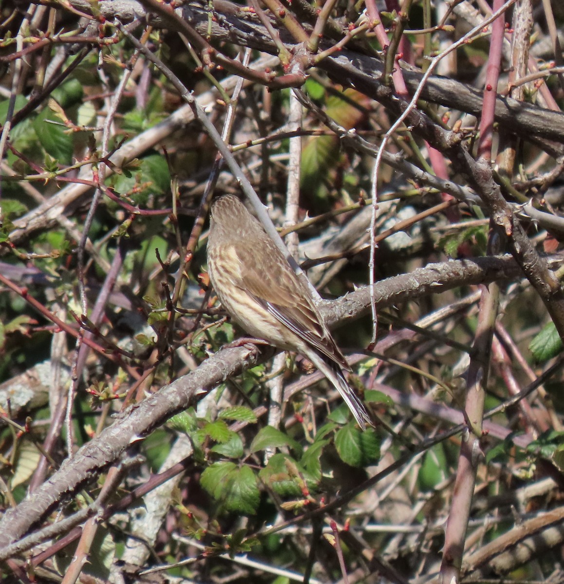 Eurasian Linnet - ML550625281