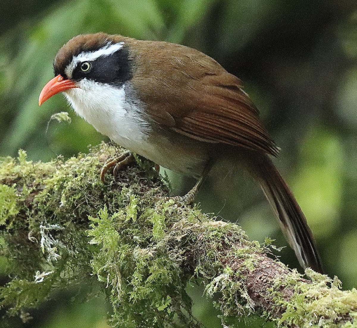 Brown-crowned Scimitar-Babbler (albogularis Group) - ML550625381