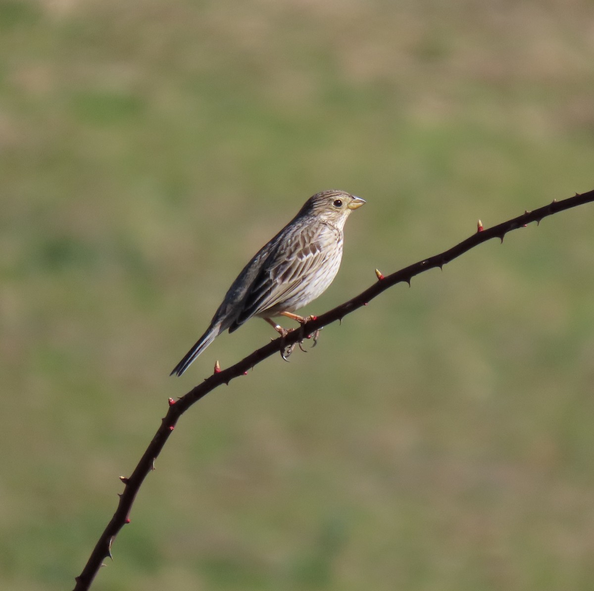 Corn Bunting - ML550625401