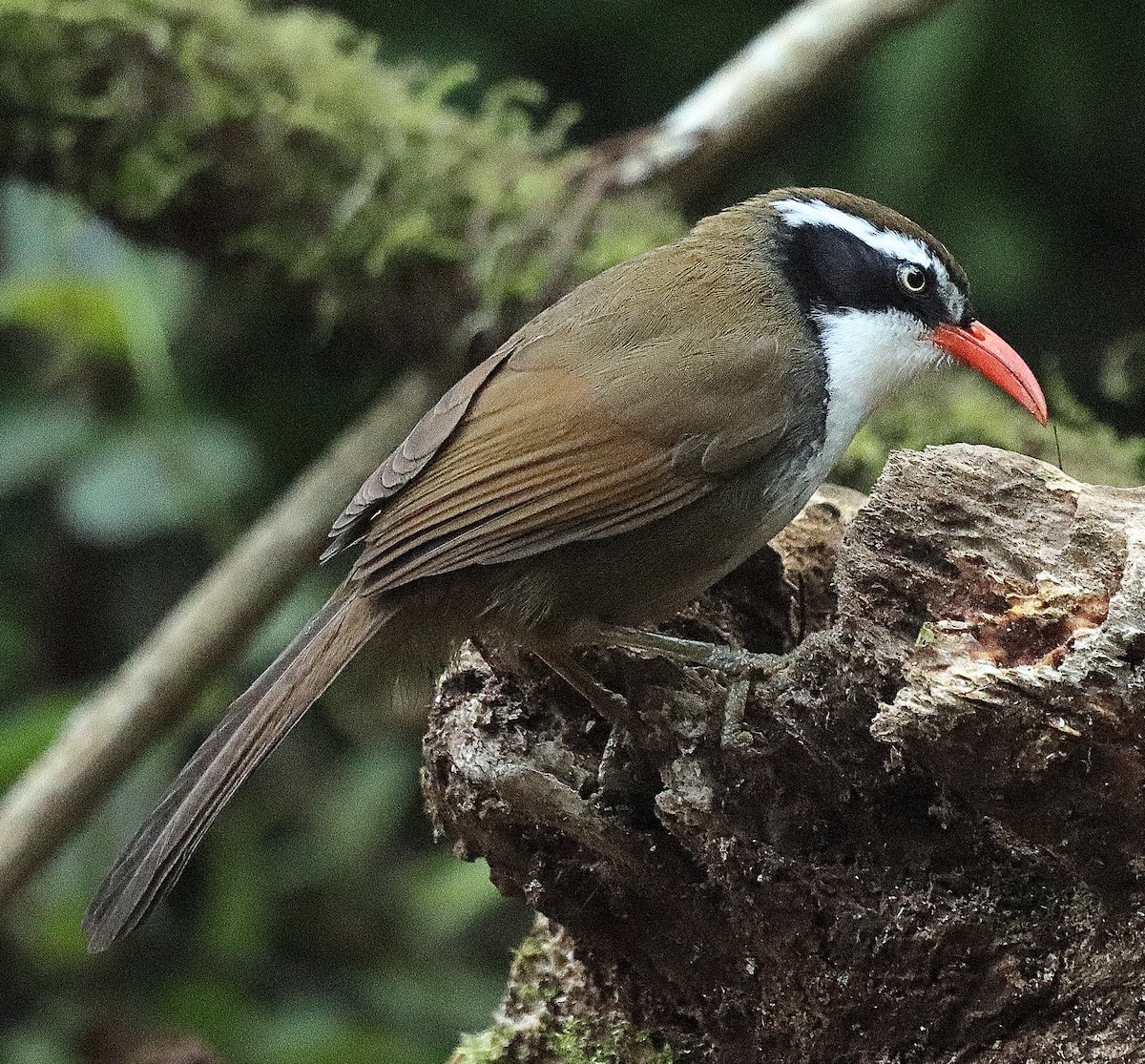 Brown-crowned Scimitar-Babbler (albogularis Group) - ML550625441