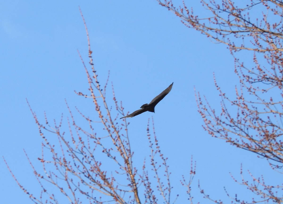 Turkey Vulture - ML550625551