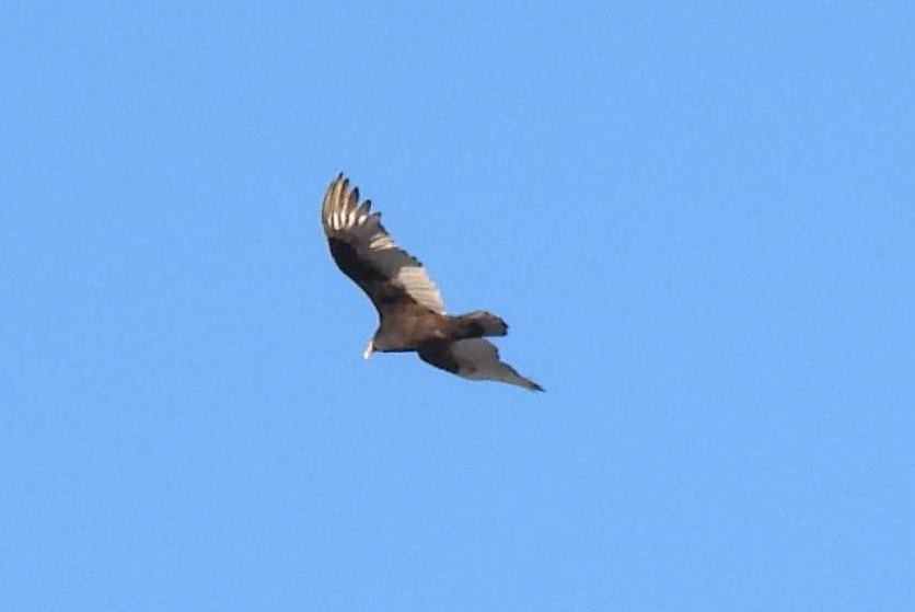 Turkey Vulture - ML550625591