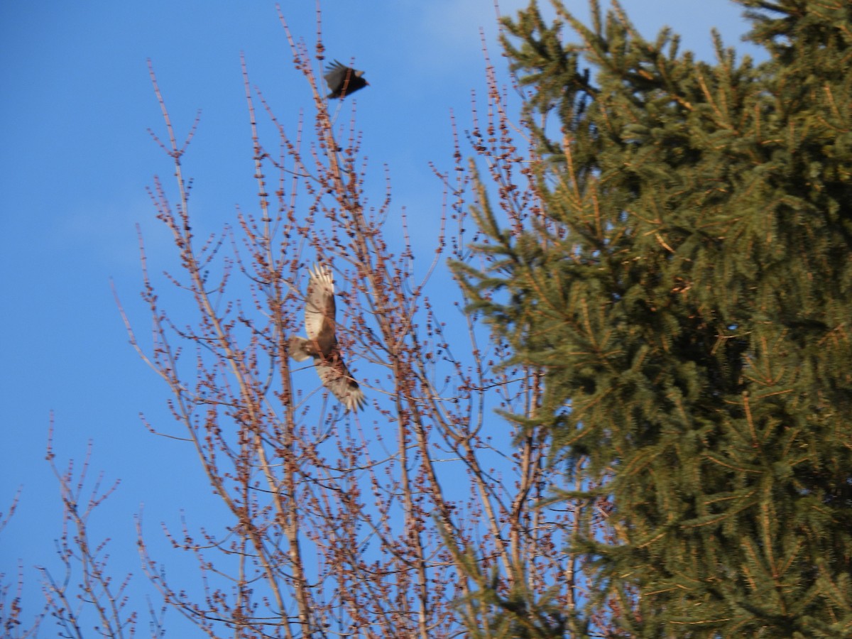 Turkey Vulture - ML550625611