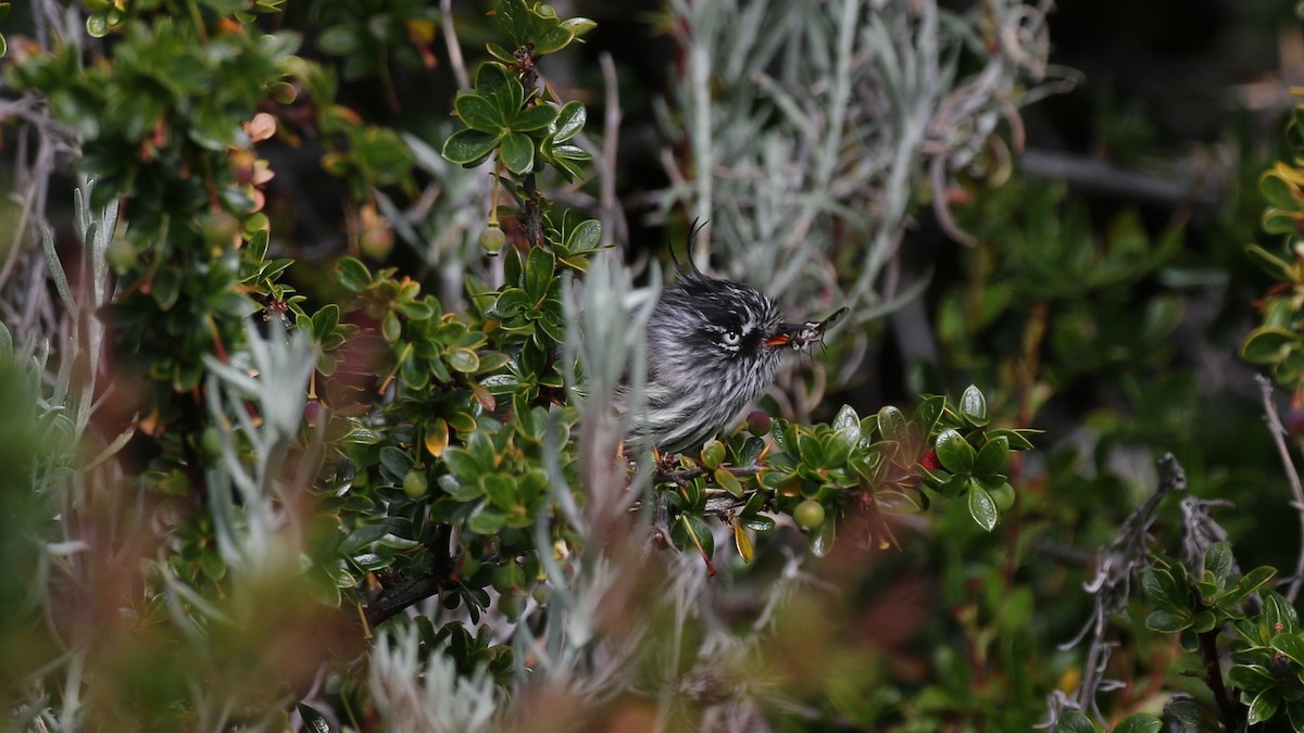 Tufted Tit-Tyrant - ML550625951