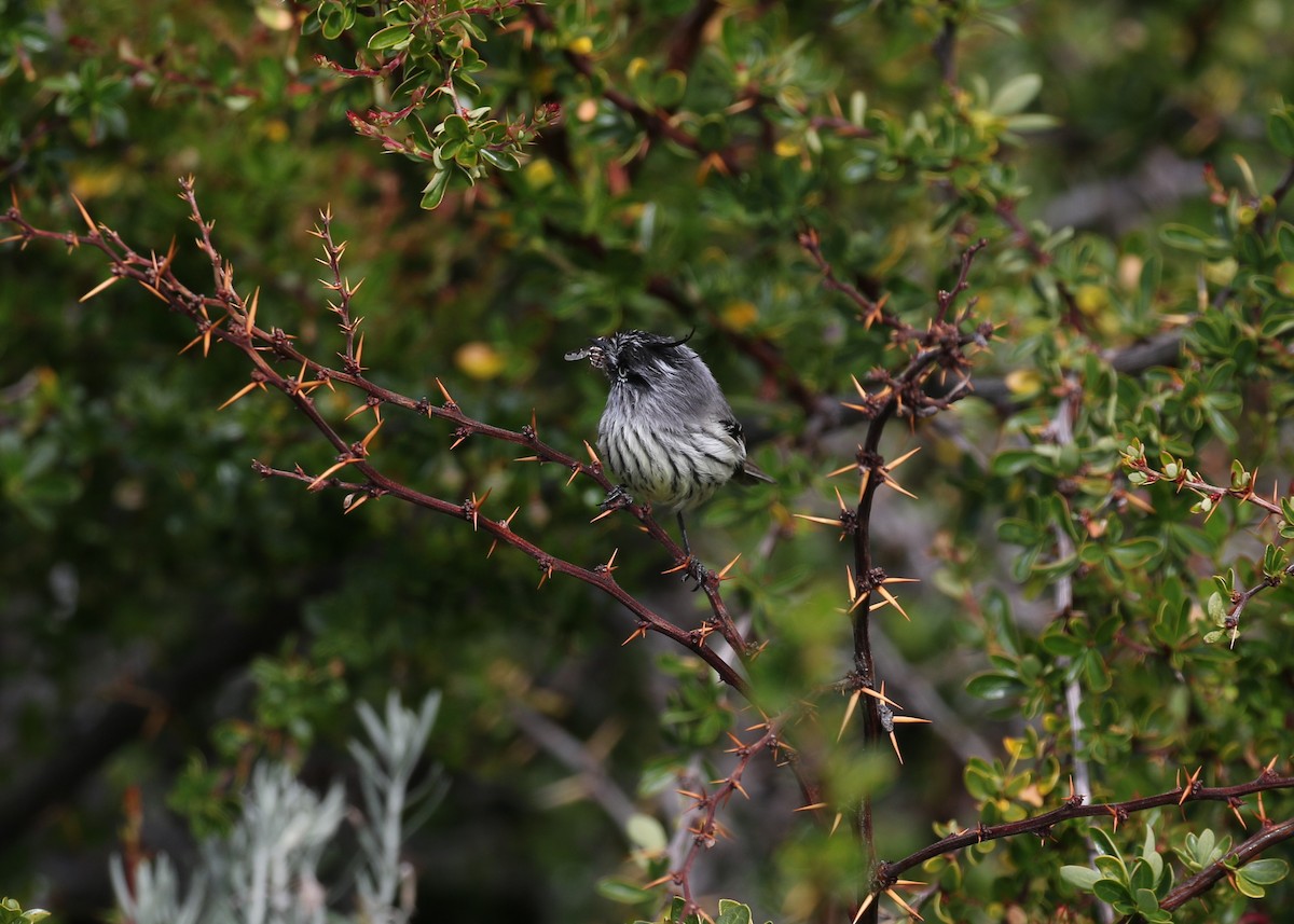 Tufted Tit-Tyrant - ML550626231