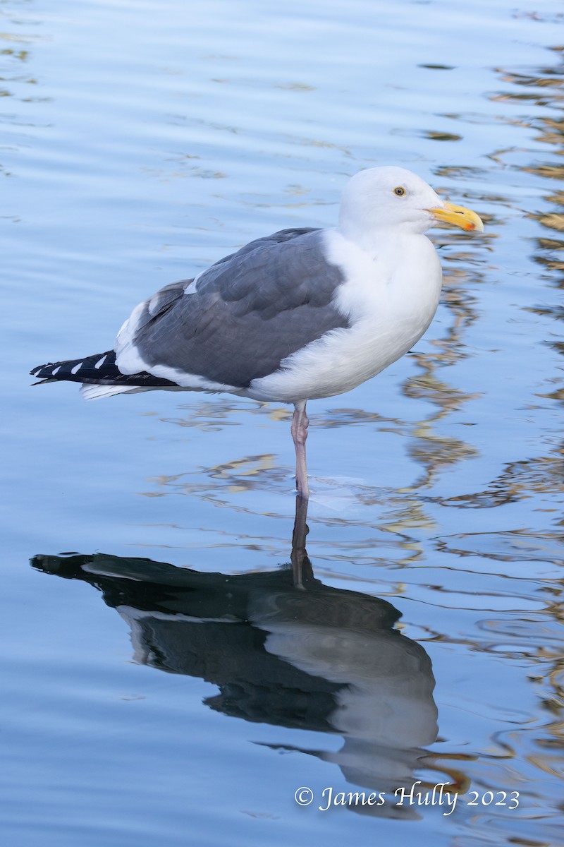 Goéland d'Audubon - ML550626801