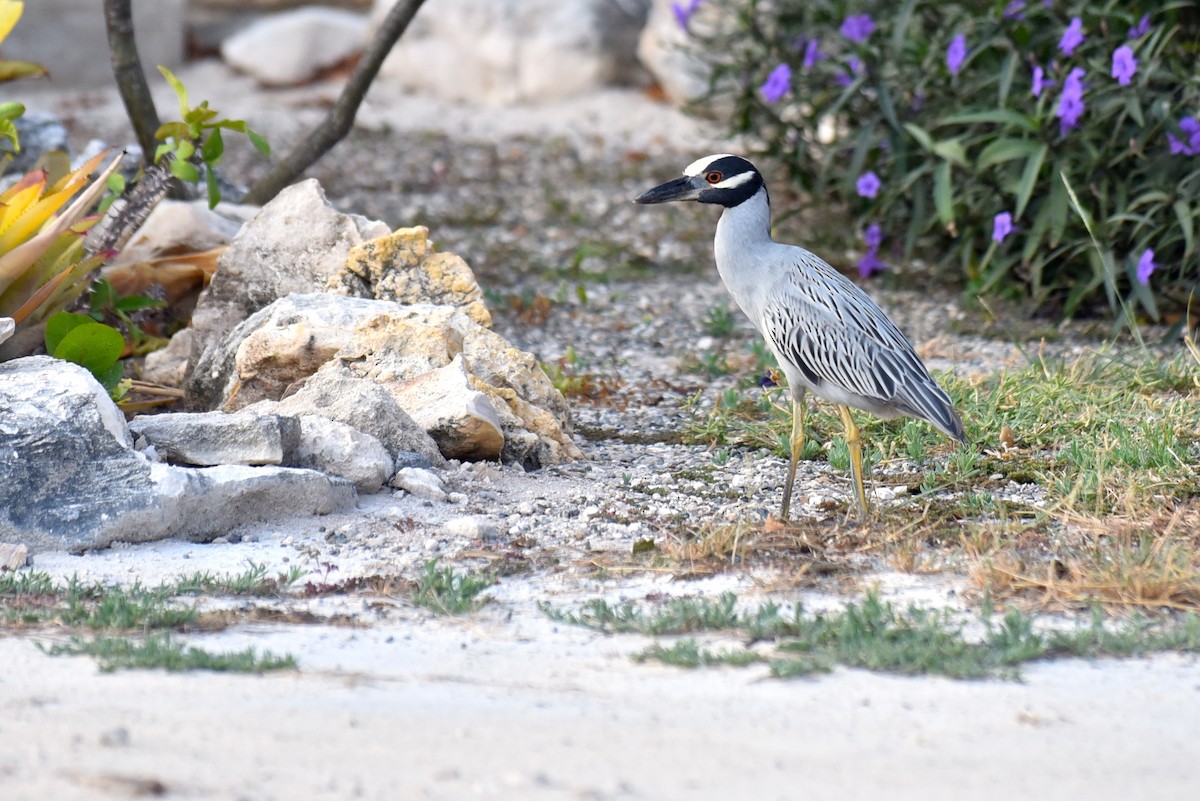 Yellow-crowned Night Heron - ML550626861