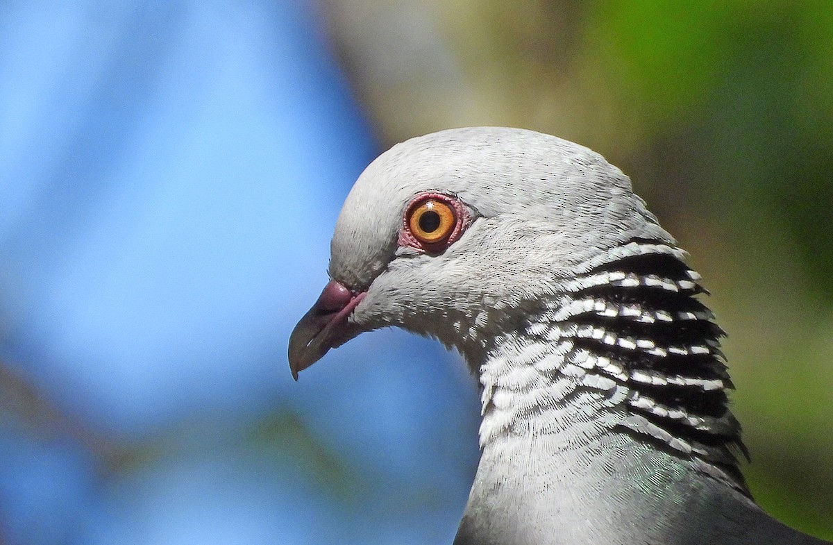 Nilgiri Wood-Pigeon - ML550626901