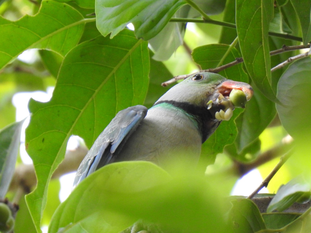 Malabar Parakeet - ML550627691