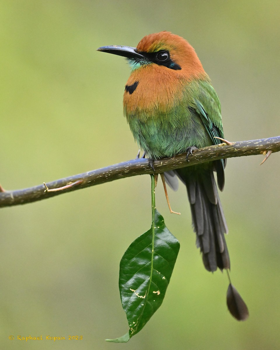 Broad-billed Motmot - ML550629221