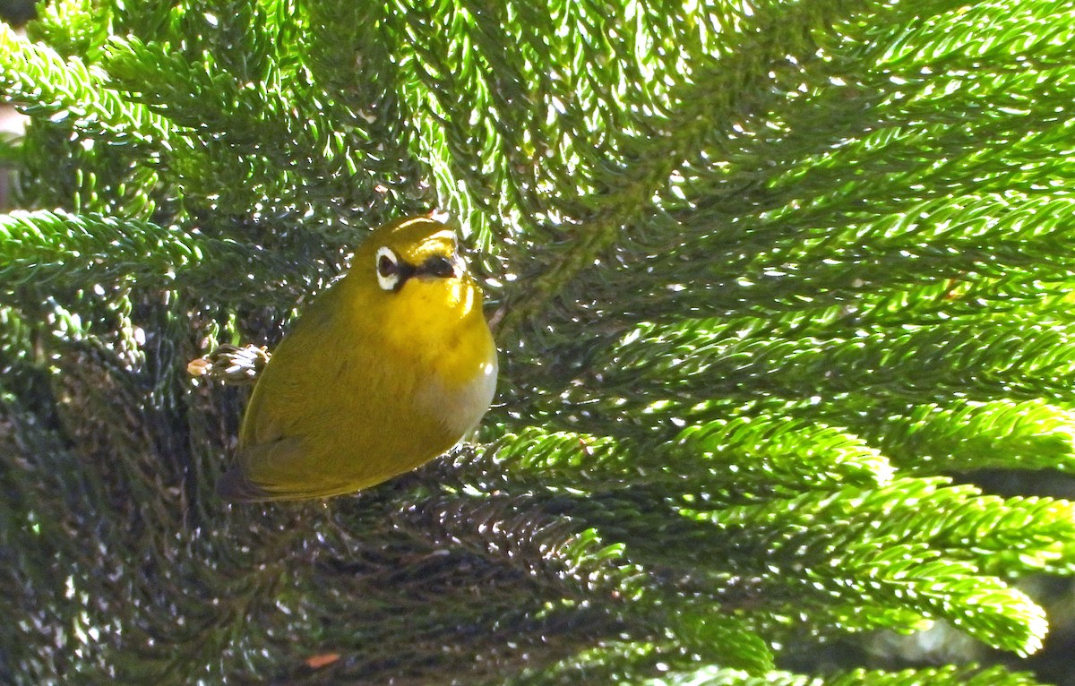 Indian White-eye - ML550630681