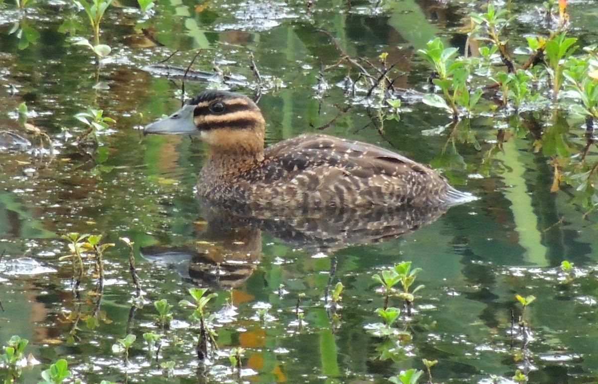 Masked Duck - ML55063071