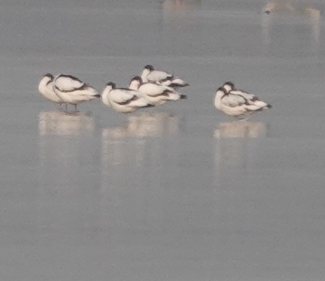 Pied Avocet - ML550634291