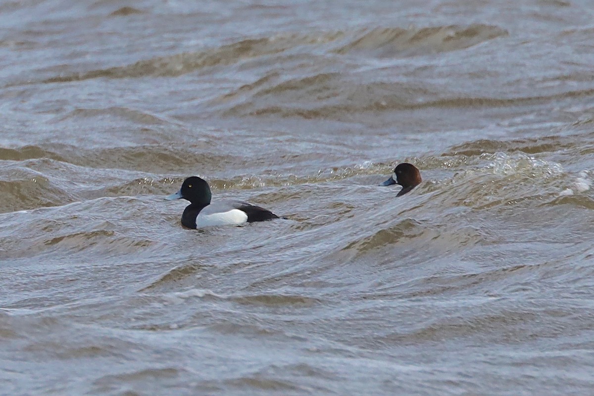 Greater Scaup - ML550635451