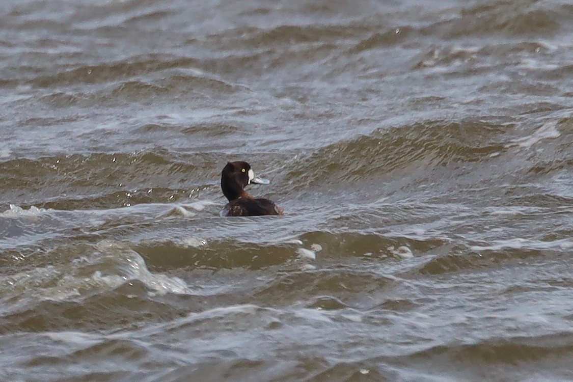 Greater Scaup - ML550635461
