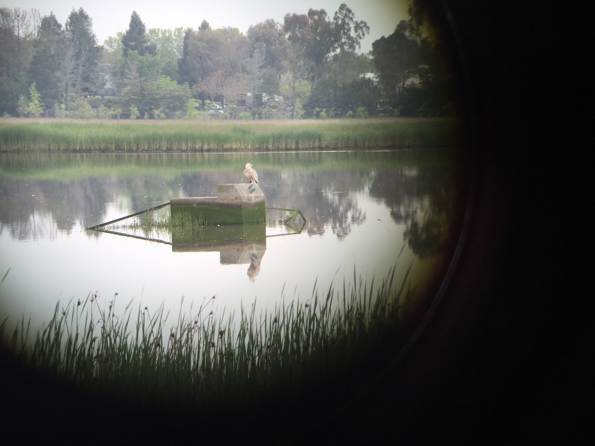 Bald Eagle - ML55063621