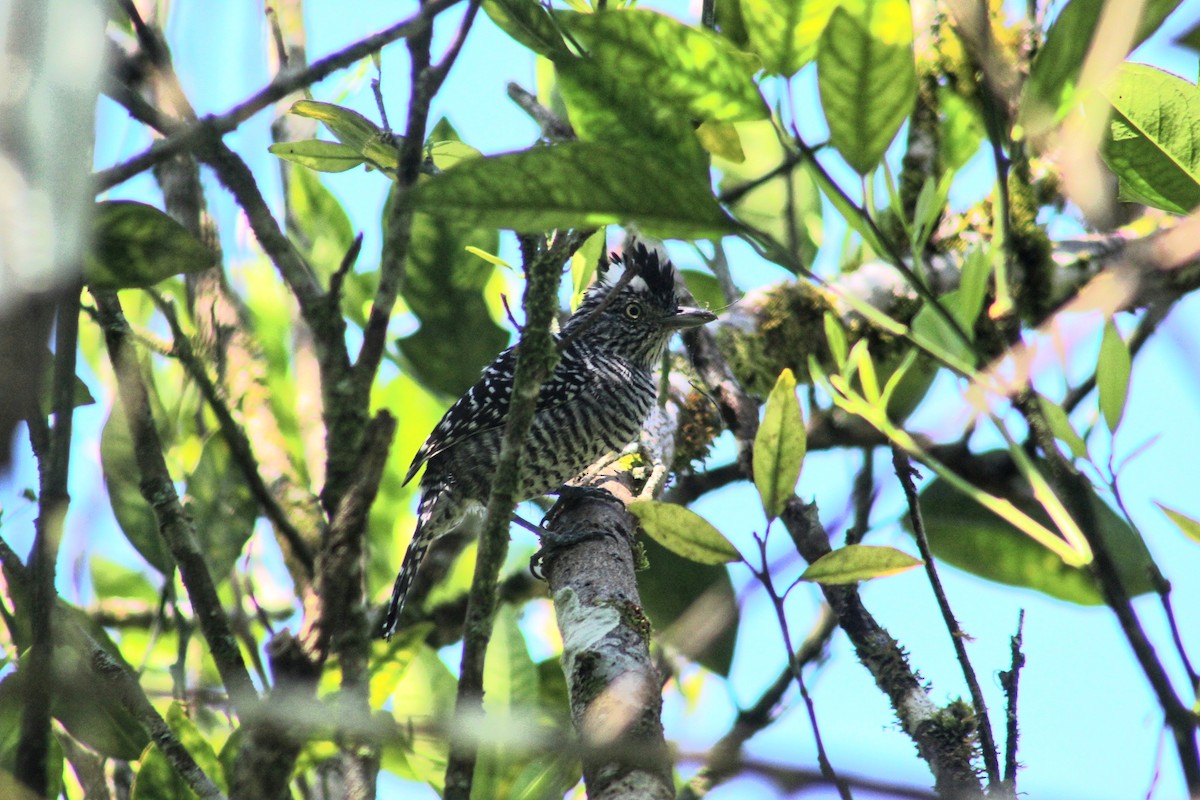 Barred Antshrike - Hugo Galicia