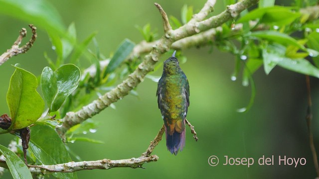 Green-breasted Mango - ML550637121