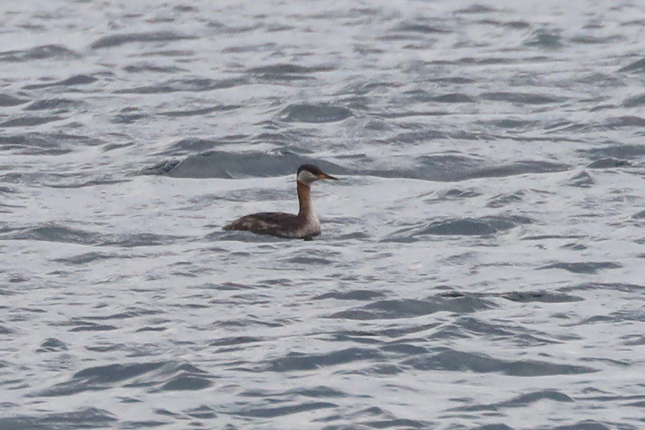 Red-necked Grebe - ML550637221