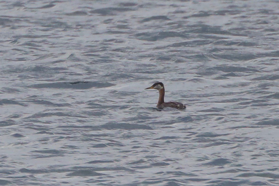 Red-necked Grebe - ML550637231