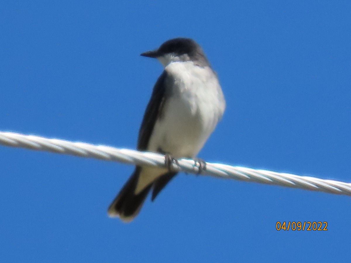 Eastern Kingbird - ML550637981