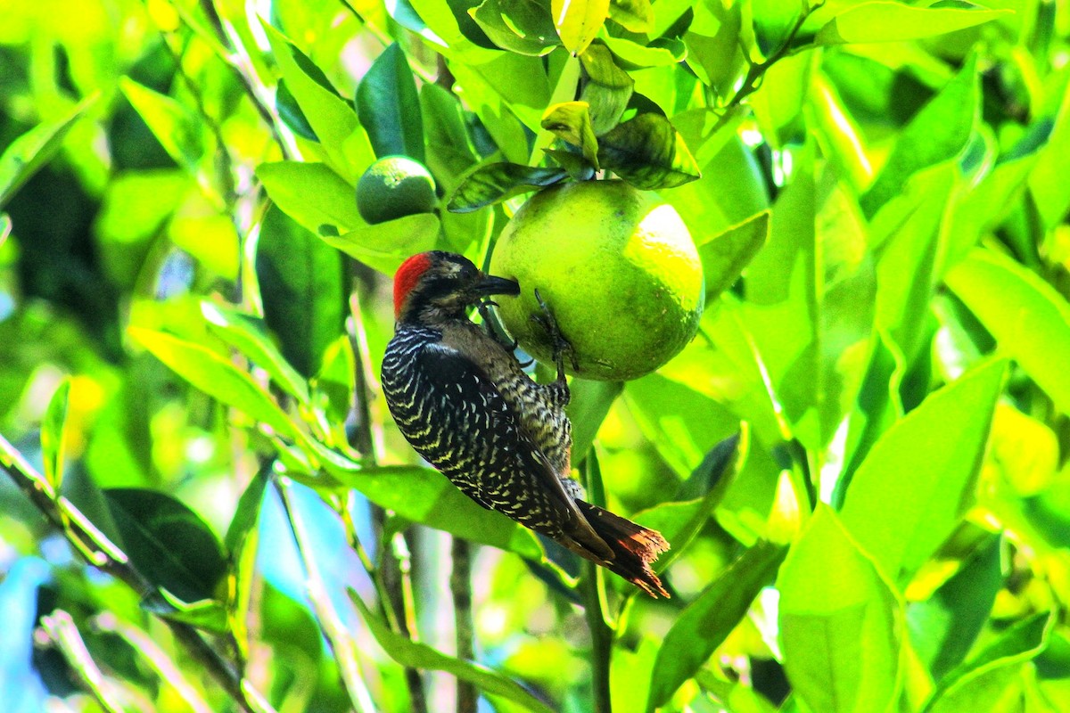 Black-cheeked Woodpecker - ML550638121