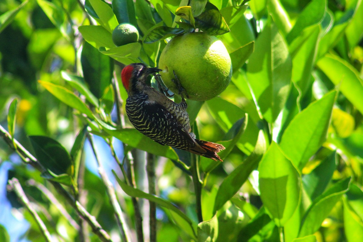 Black-cheeked Woodpecker - Hugo Galicia