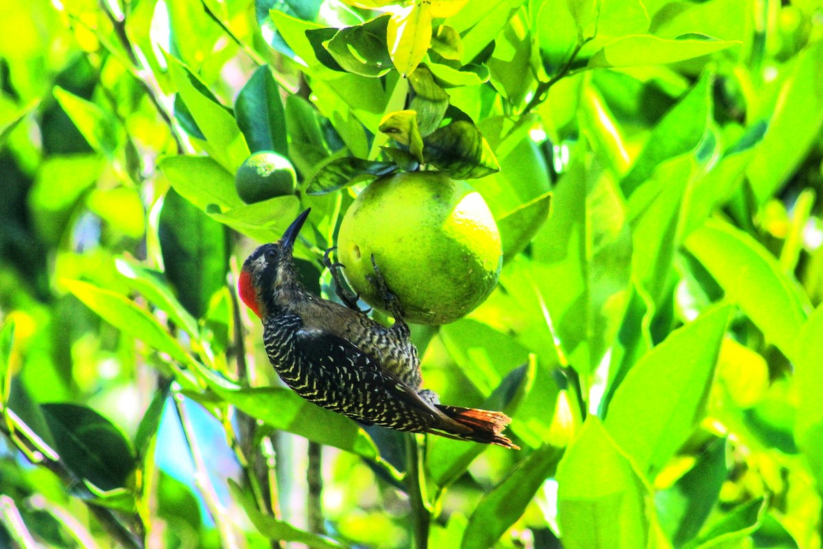 Black-cheeked Woodpecker - Hugo Galicia