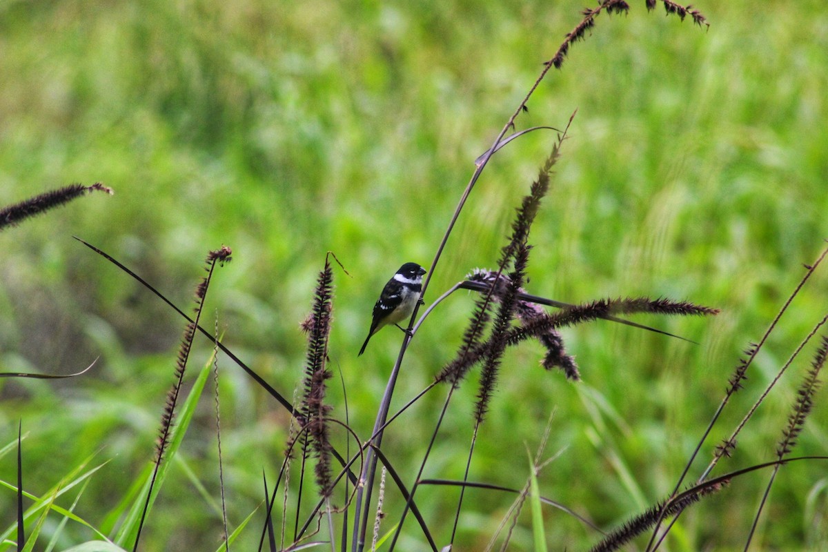 Morelet's Seedeater - Hugo Galicia