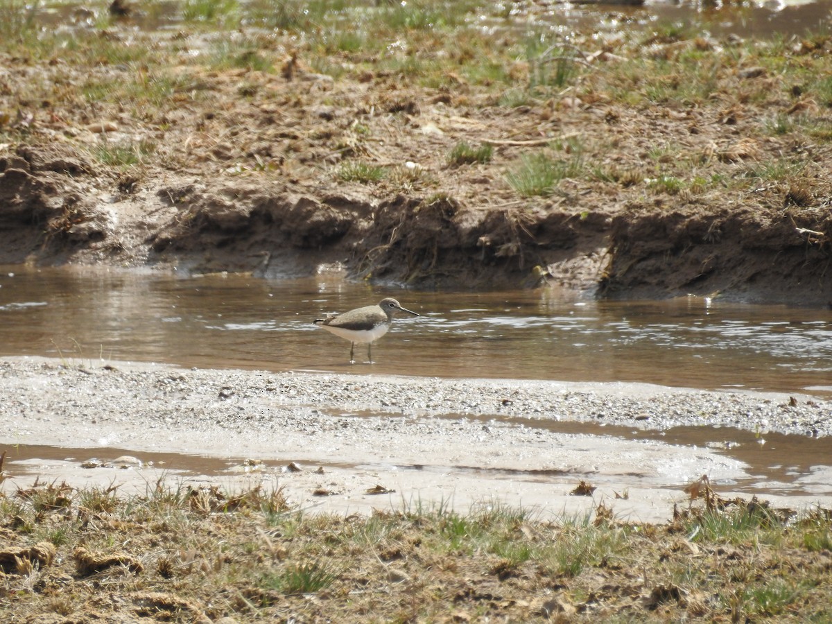 Green Sandpiper - ML550640101