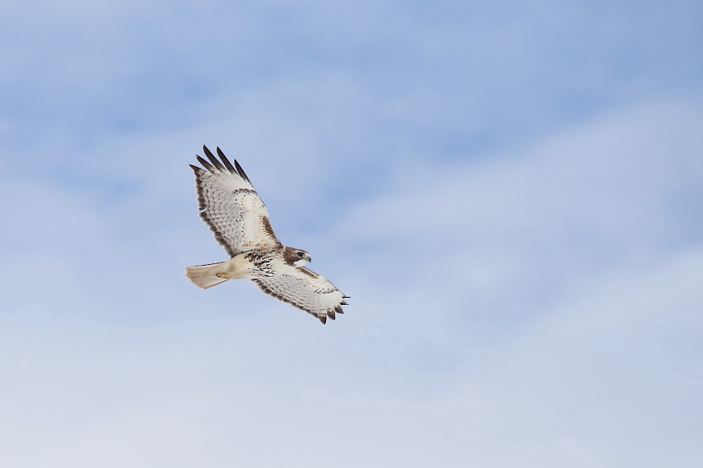 Red-tailed Hawk - ML55064331