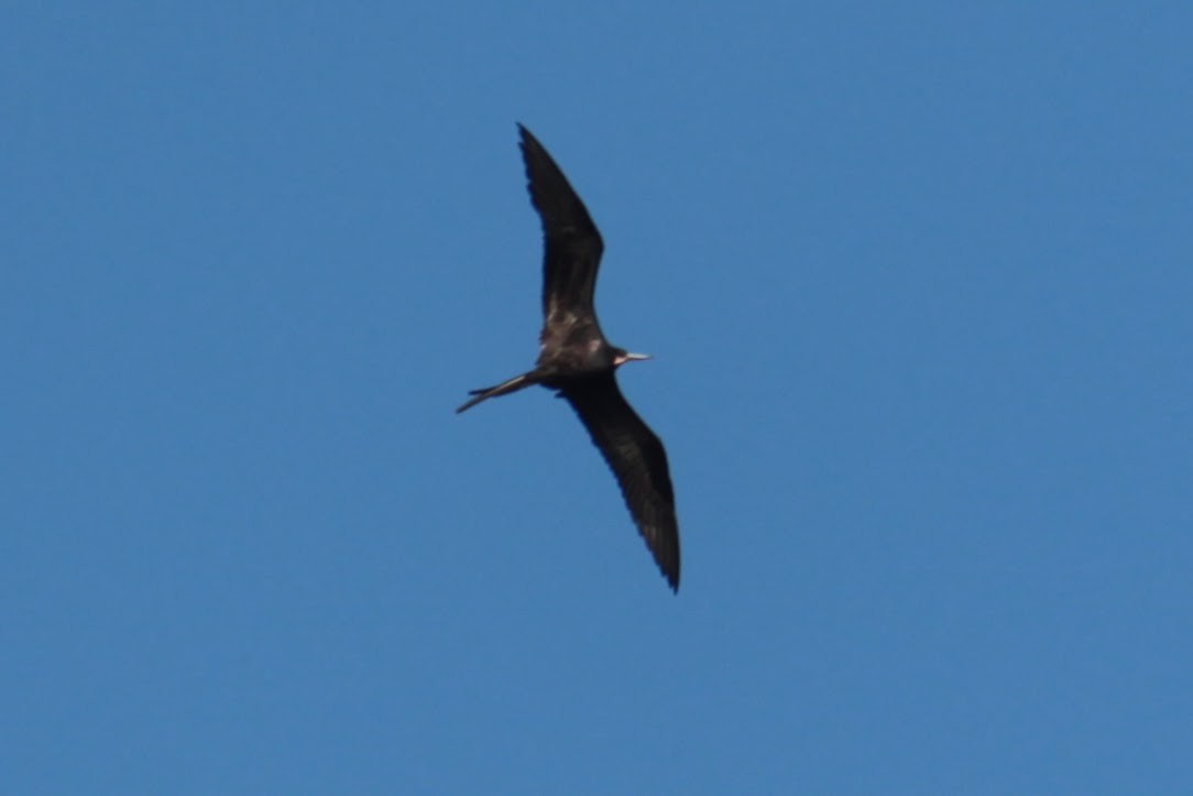 Magnificent Frigatebird - ML550644071