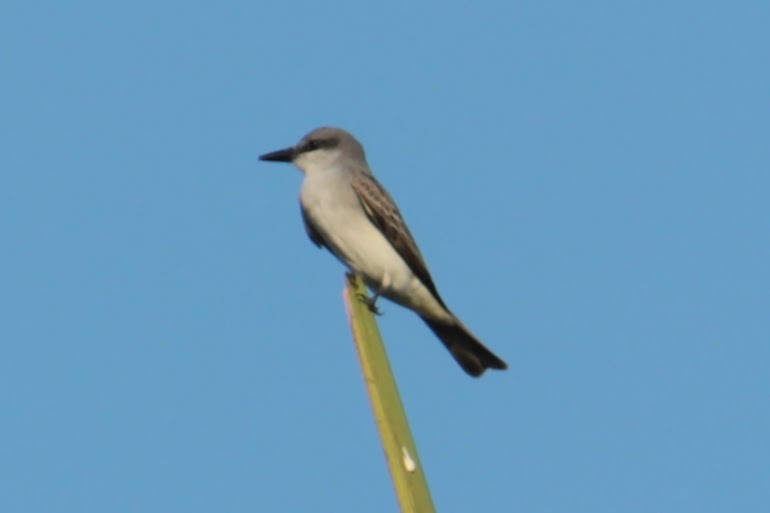 Gray Kingbird - ML550644231