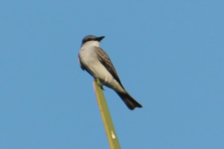 Gray Kingbird - ML550644241