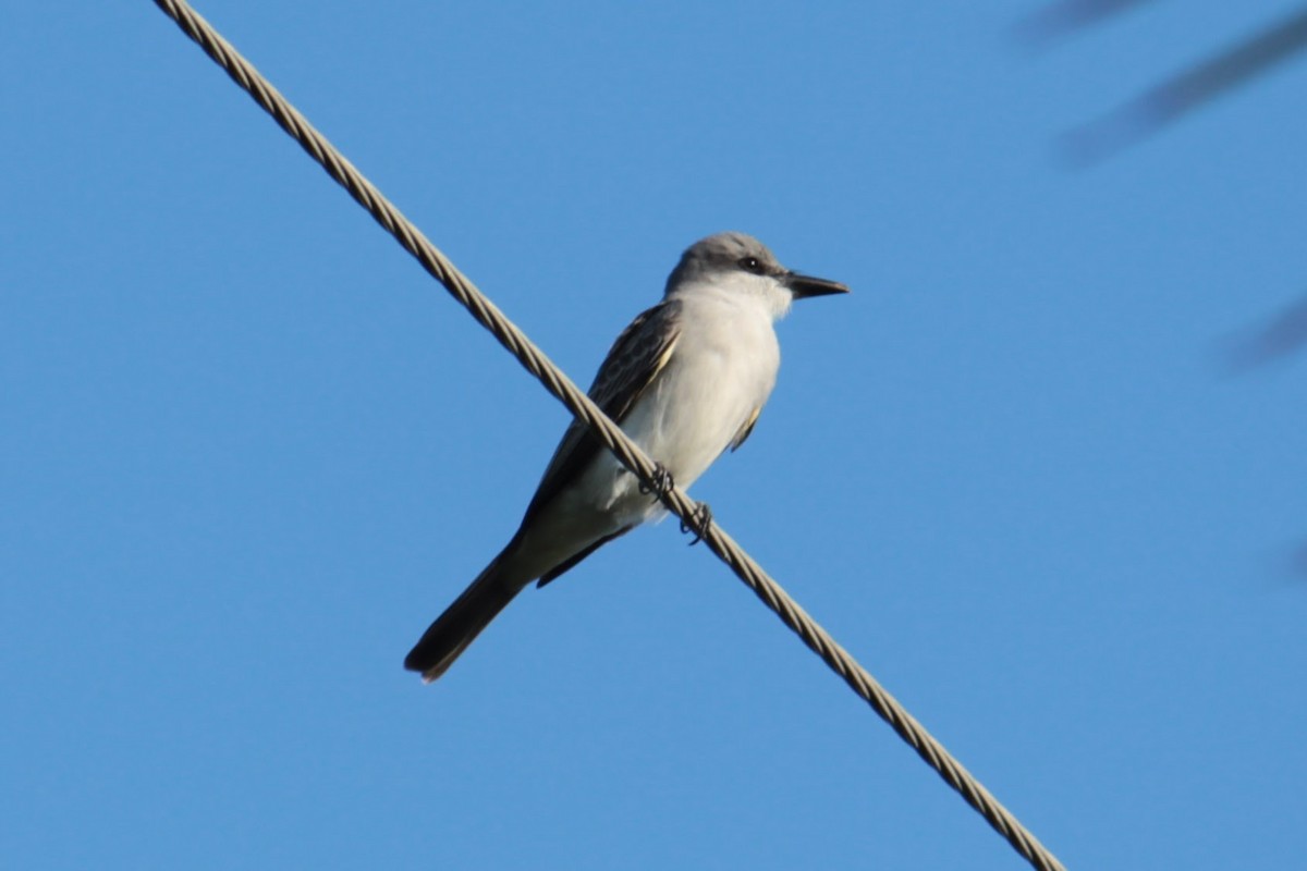 Gray Kingbird - Neil Brown